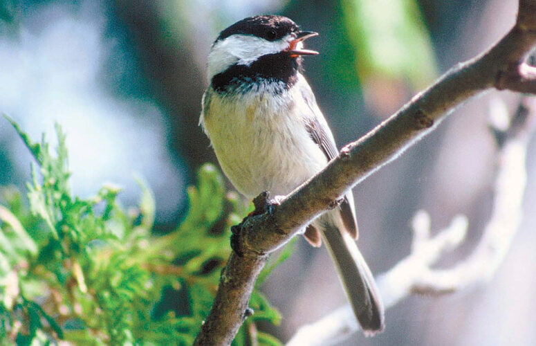 Attract Chickadees With a DIY Nesting Box